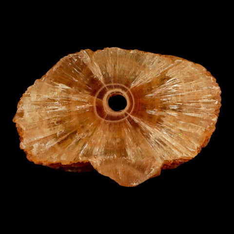 1.9" Natural Cut Rough Cave Honey Calcite Crystal Mineral Specimen Morocco - Fossil Age Minerals