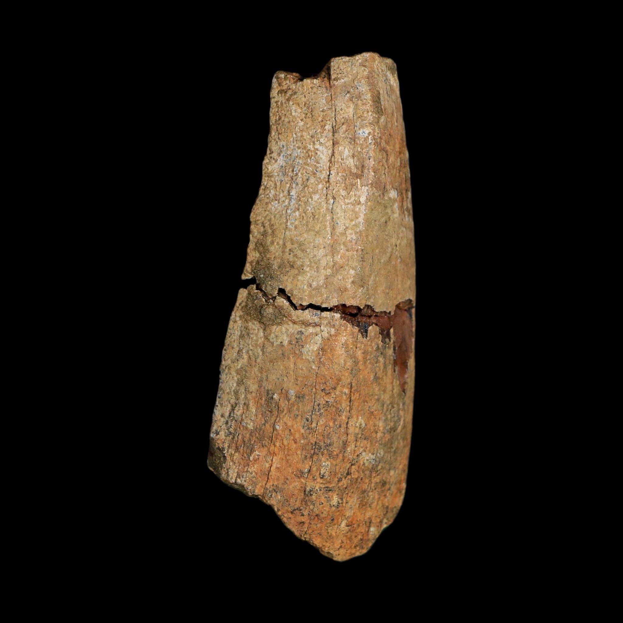 2.8" Tyrannosaurus Rex Fossil Tooth Section Lance Creek Cretaceous Dinosaur WY COA