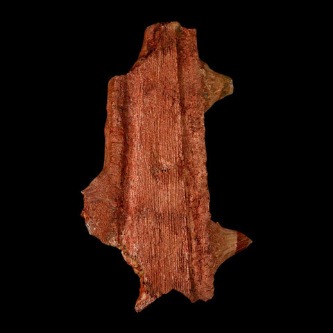 7" Sawfish Fossil Rostrum Barbs Onchopristis Numidus Cretaceous Dinosaur Era COA - Fossil Age Minerals