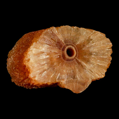 1.9" Natural Cut Rough Cave Honey Calcite Crystal Mineral Specimen Morocco - Fossil Age Minerals