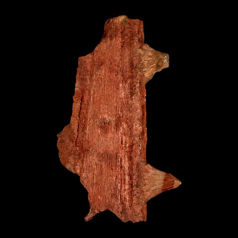 7" Sawfish Fossil Rostrum Barbs Onchopristis Numidus Cretaceous Dinosaur Era COA - Fossil Age Minerals