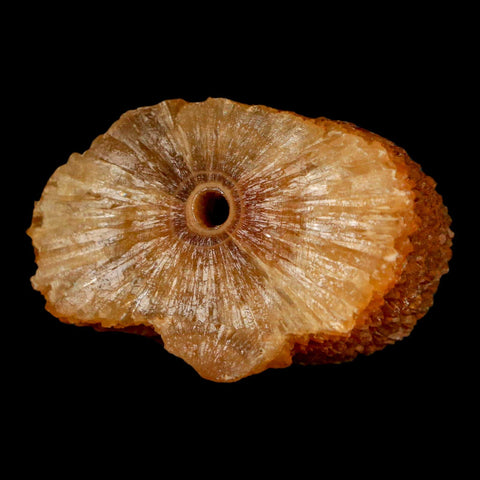 1.9" Natural Cut Rough Cave Honey Calcite Crystal Mineral Specimen Morocco - Fossil Age Minerals