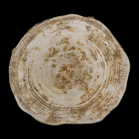 XL 90MM Otodus Obliquus Shark Vertebrae Fossil Bone In Matrix Morocco COA - Fossil Age Minerals