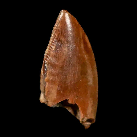 0.8" Majungasaurus Serrated Fossil Tooth Cretaceous Dinosaur Madagascar COA - Fossil Age Minerals