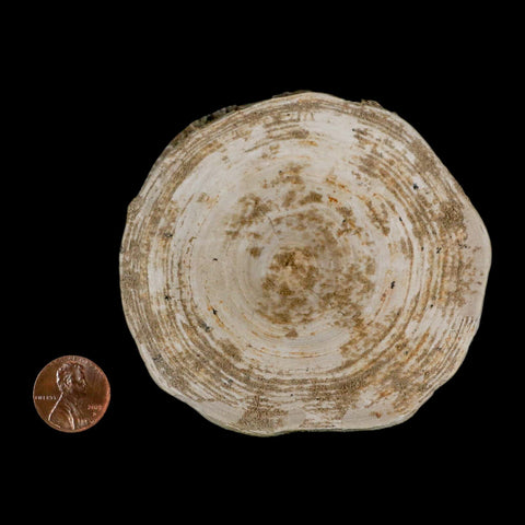 XL 90MM Otodus Obliquus Shark Vertebrae Fossil Bone In Matrix Morocco COA - Fossil Age Minerals