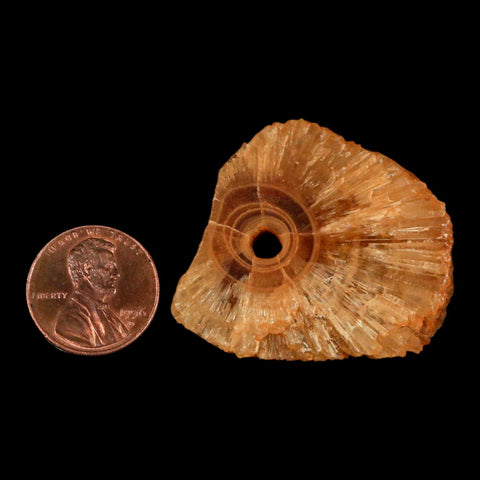 1.5" Natural Cut Rough Cave Honey Calcite Crystal Mineral Specimen Morocco - Fossil Age Minerals