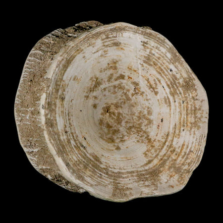 XL 90MM Otodus Obliquus Shark Vertebrae Fossil Bone In Matrix Morocco COA