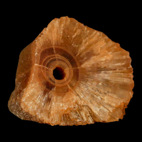 1.5" Natural Cut Rough Cave Honey Calcite Crystal Mineral Specimen Morocco - Fossil Age Minerals