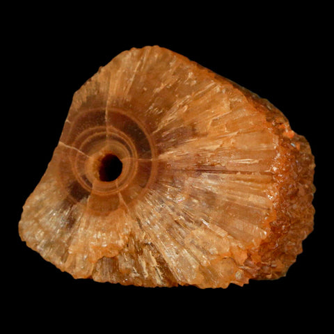 1.5" Natural Cut Rough Cave Honey Calcite Crystal Mineral Specimen Morocco - Fossil Age Minerals