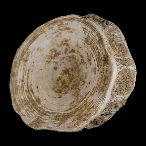 XL 90MM Otodus Obliquus Shark Vertebrae Fossil Bone In Matrix Morocco COA - Fossil Age Minerals