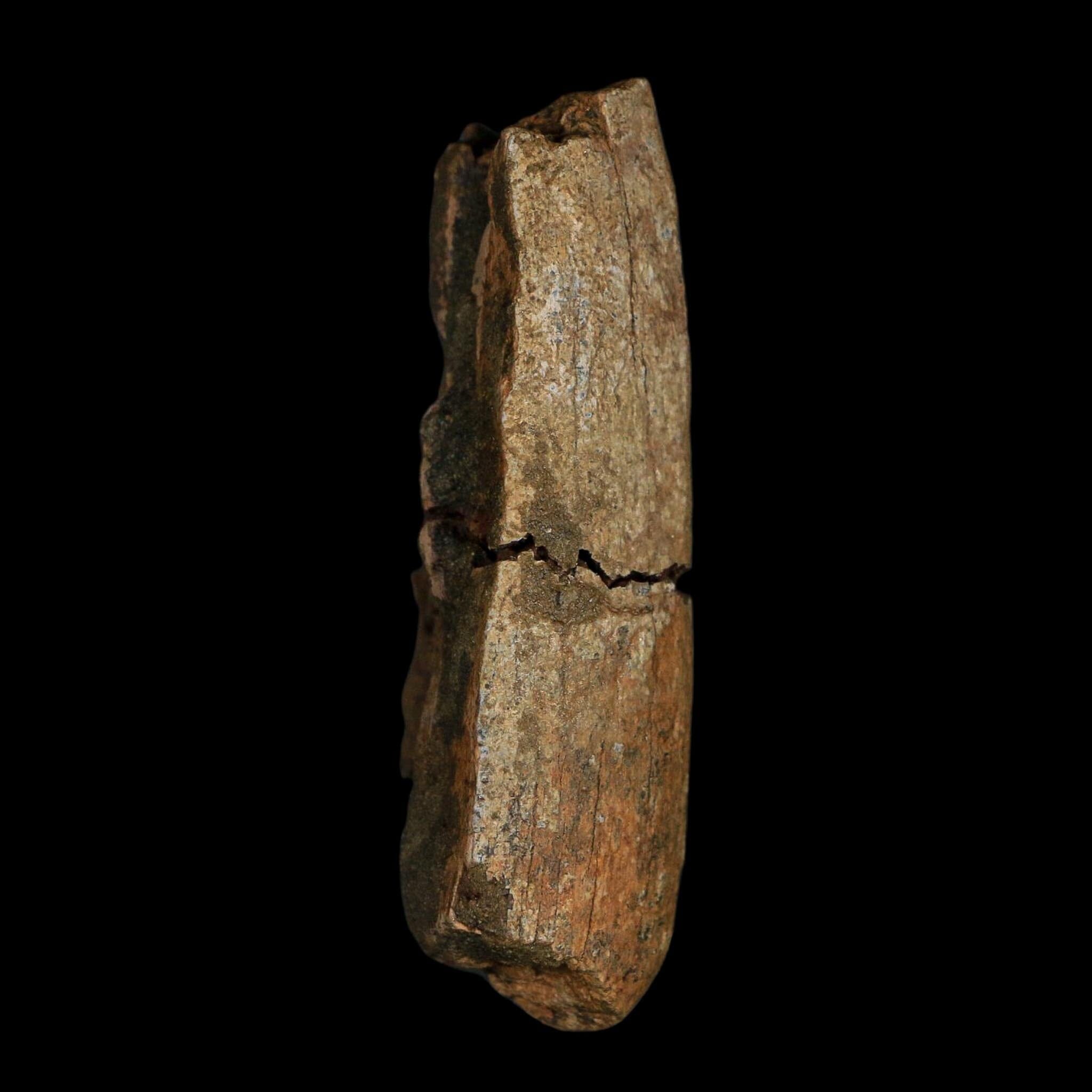 2.8" Tyrannosaurus Rex Fossil Tooth Section Lance Creek Cretaceous Dinosaur WY COA