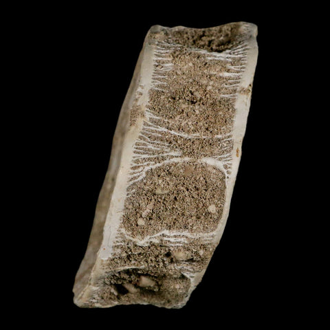 XL 90MM Otodus Obliquus Shark Vertebrae Fossil Bone In Matrix Morocco COA - Fossil Age Minerals