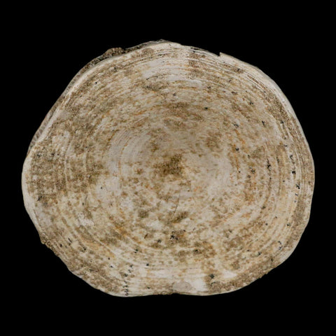 XL 90MM Otodus Obliquus Shark Vertebrae Fossil Bone In Matrix Morocco COA - Fossil Age Minerals