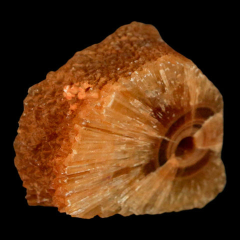 1.5" Natural Cut Rough Cave Honey Calcite Crystal Mineral Specimen Morocco - Fossil Age Minerals