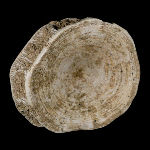 XL 90MM Otodus Obliquus Shark Vertebrae Fossil Bone In Matrix Morocco COA - Fossil Age Minerals