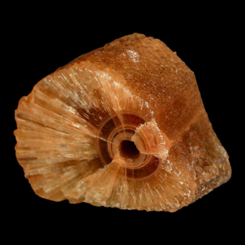 1.5" Natural Cut Rough Cave Honey Calcite Crystal Mineral Specimen Morocco - Fossil Age Minerals