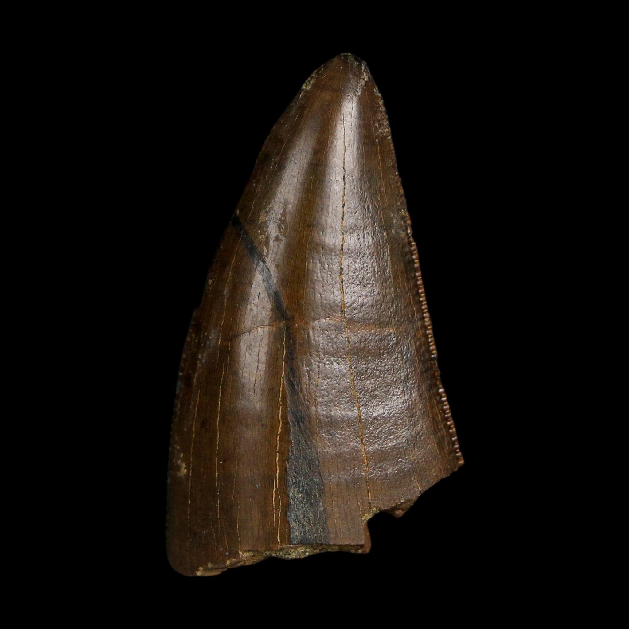 1.6" Tyrannosaurus Rex Fossil Tooth Lance Creek Cretaceous Dinosaur Wyoming COA