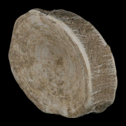 XL 90MM Otodus Obliquus Shark Vertebrae Fossil Bone In Matrix Morocco COA - Fossil Age Minerals