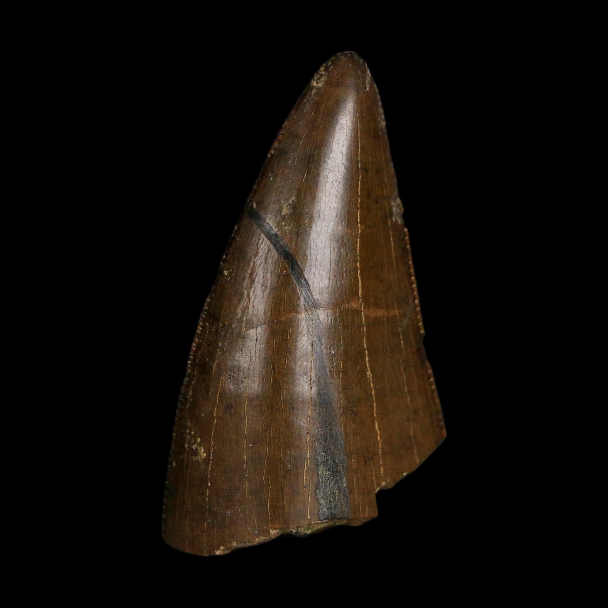 1.6" Tyrannosaurus Rex Fossil Tooth Lance Creek Cretaceous Dinosaur Wyoming COA
