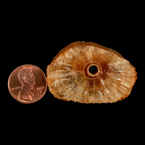 1.6" Natural Cut Rough Cave Honey Calcite Crystal Mineral Specimen Morocco - Fossil Age Minerals