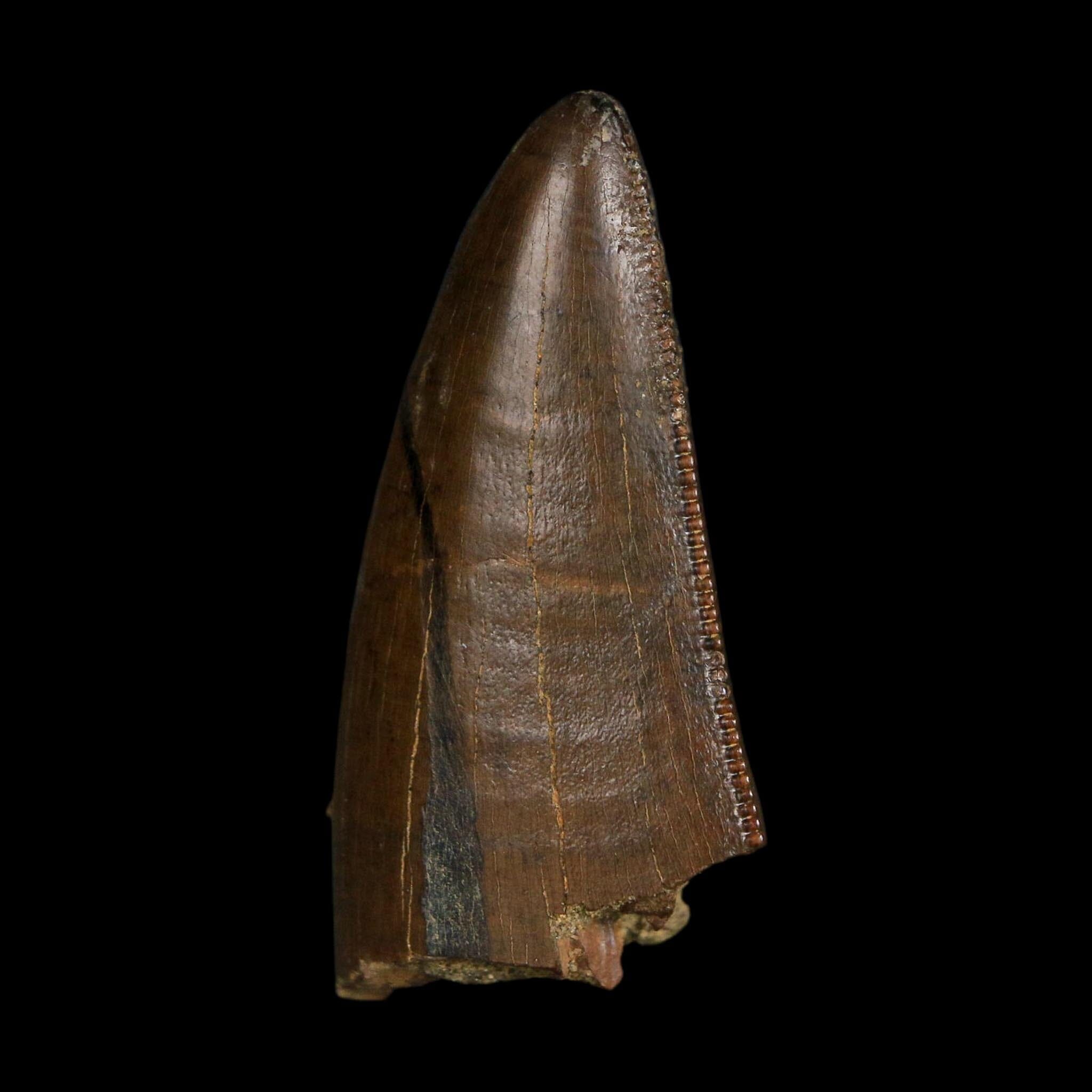 1.6" Tyrannosaurus Rex Fossil Tooth Lance Creek Cretaceous Dinosaur Wyoming COA