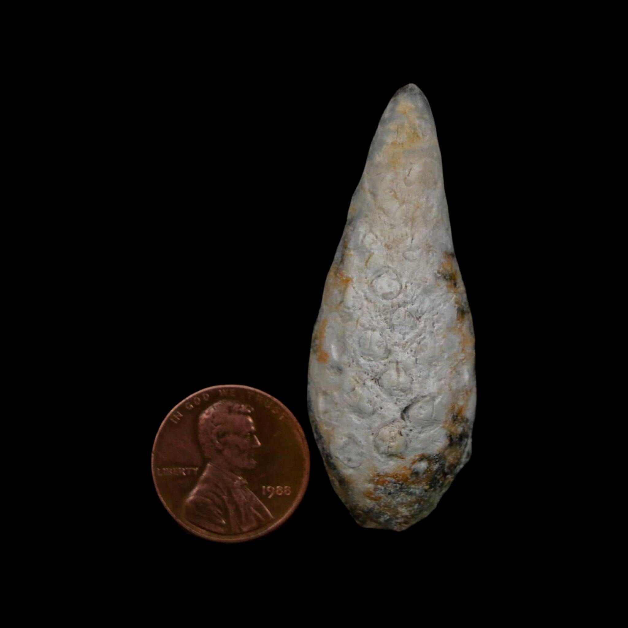 XL 2.1" Fossil Pine Cone Equicalastrobus Replaced By Agate Eocene Age Seeds Fruit - Fossil Age Minerals