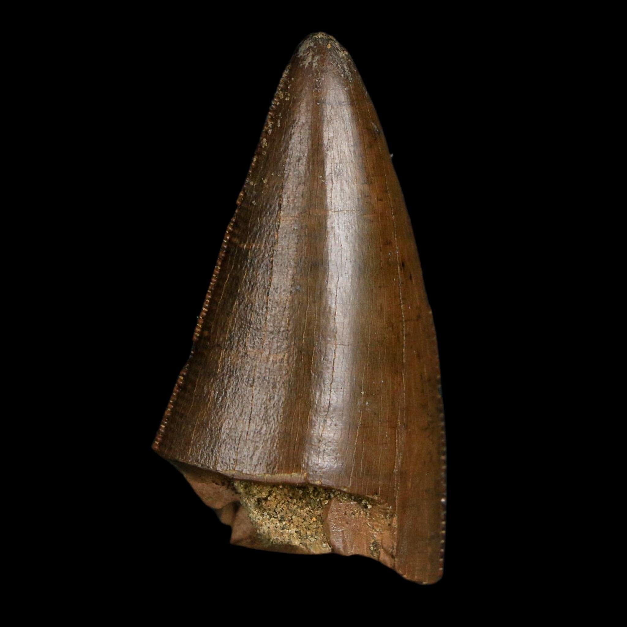1.6" Tyrannosaurus Rex Fossil Tooth Lance Creek Cretaceous Dinosaur Wyoming COA