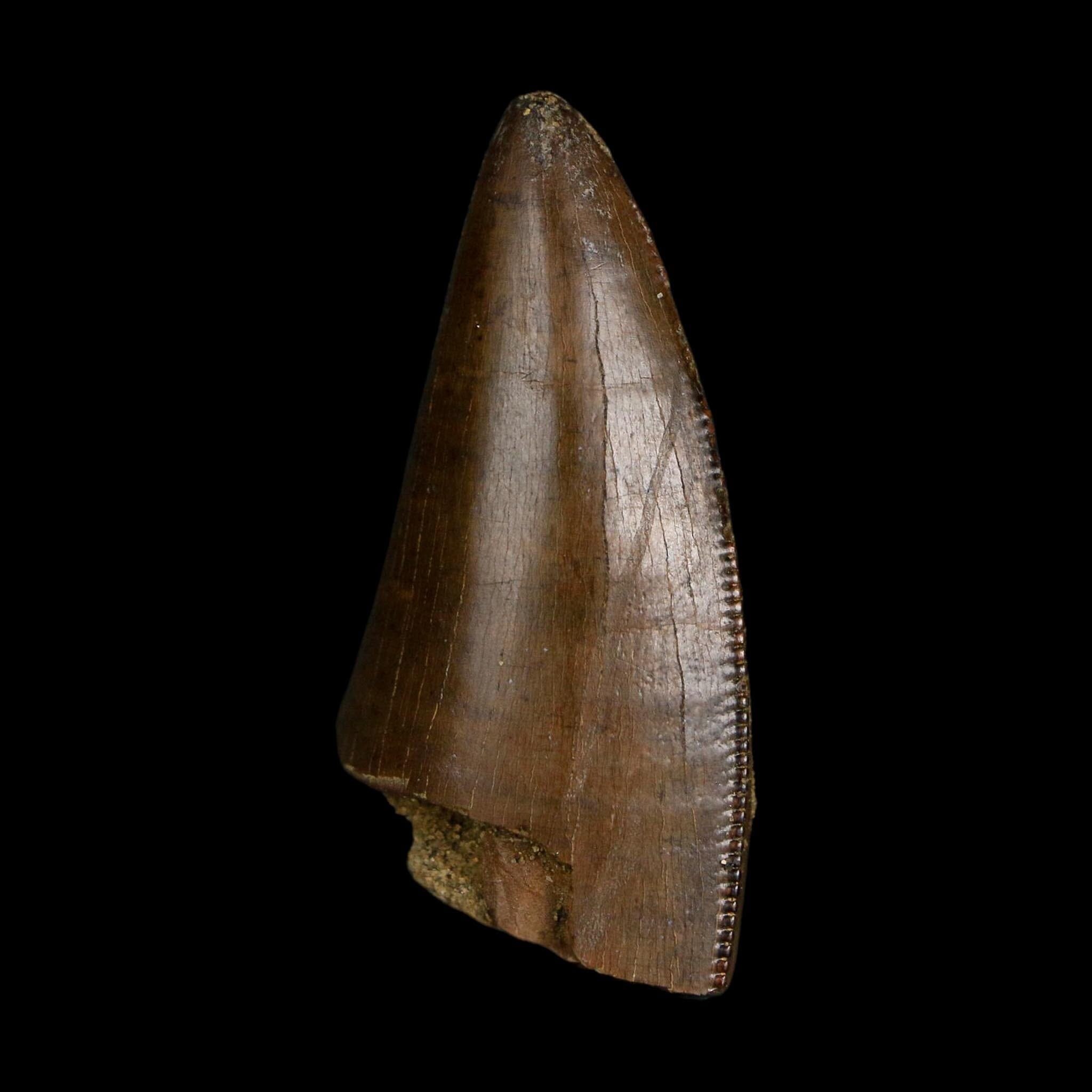 1.6" Tyrannosaurus Rex Fossil Tooth Lance Creek Cretaceous Dinosaur Wyoming COA