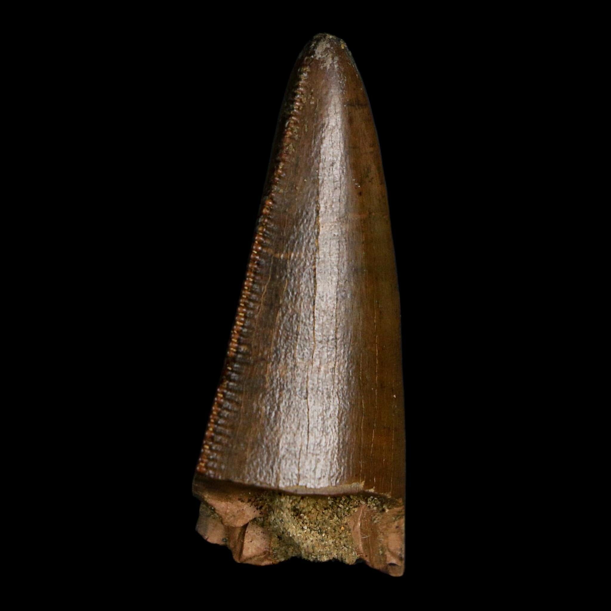 1.6" Tyrannosaurus Rex Fossil Tooth Lance Creek Cretaceous Dinosaur Wyoming COA
