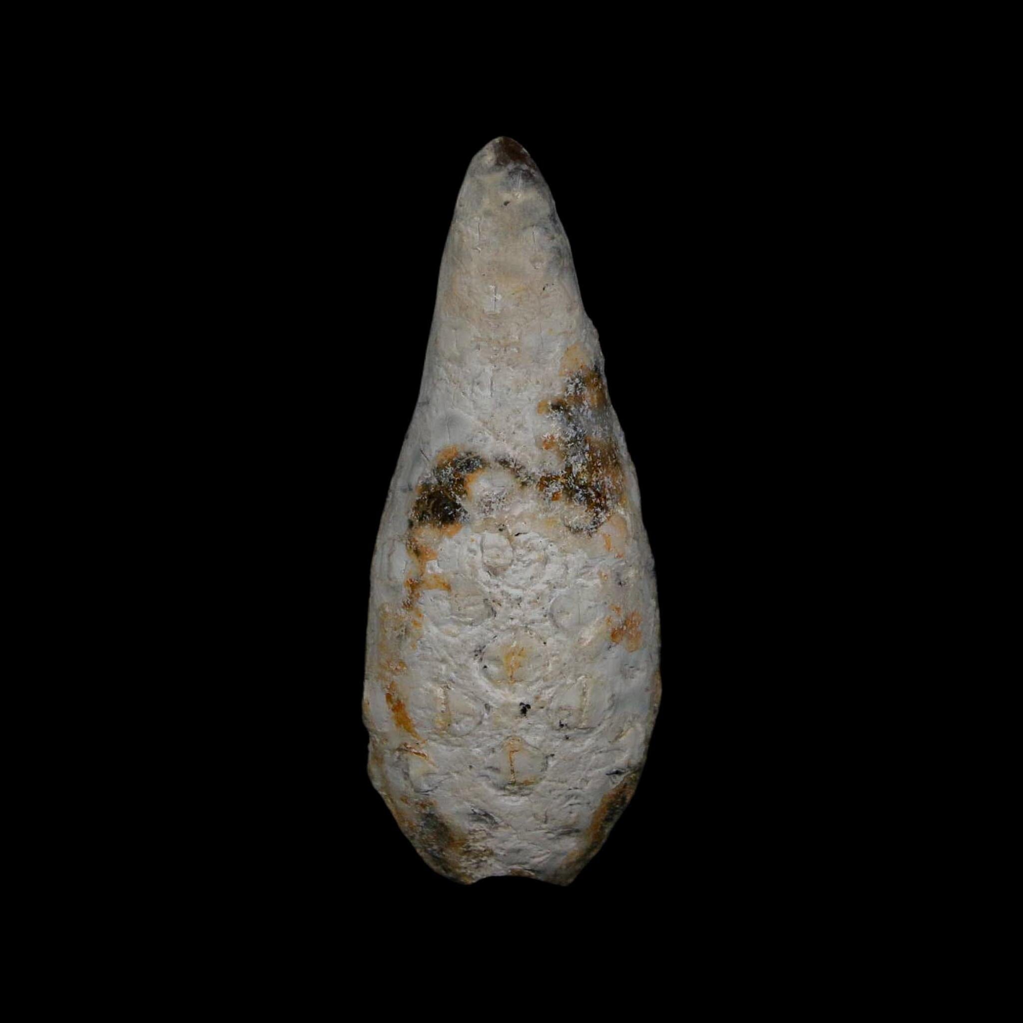 XL 2.1" Fossil Pine Cone Equicalastrobus Replaced By Agate Eocene Age Seeds Fruit - Fossil Age Minerals