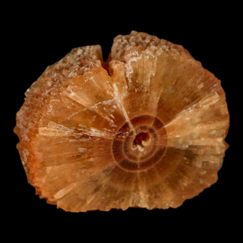 1.5" Natural Cut Rough Cave Honey Calcite Crystal Mineral Specimen Morocco - Fossil Age Minerals