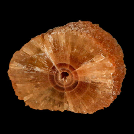 1.5" Natural Cut Rough Cave Honey Calcite Crystal Mineral Specimen Morocco