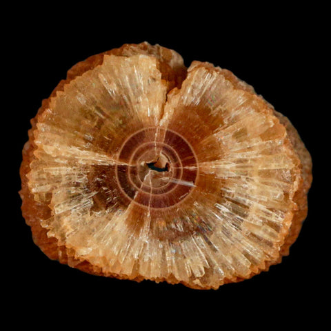 1.5" Natural Cut Rough Cave Honey Calcite Crystal Mineral Specimen Morocco - Fossil Age Minerals