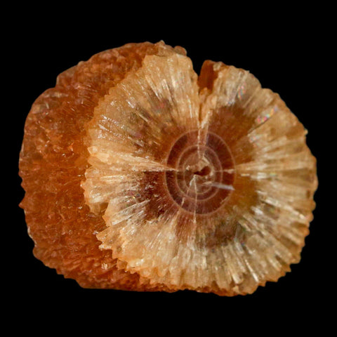 1.5" Natural Cut Rough Cave Honey Calcite Crystal Mineral Specimen Morocco - Fossil Age Minerals