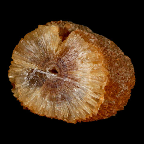 1.5" Natural Cut Rough Cave Honey Calcite Crystal Mineral Specimen Morocco - Fossil Age Minerals