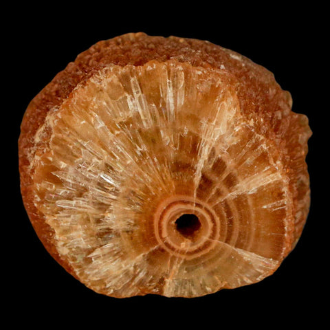 1.5" Natural Cut Rough Cave Honey Calcite Crystal Mineral Specimen Morocco - Fossil Age Minerals