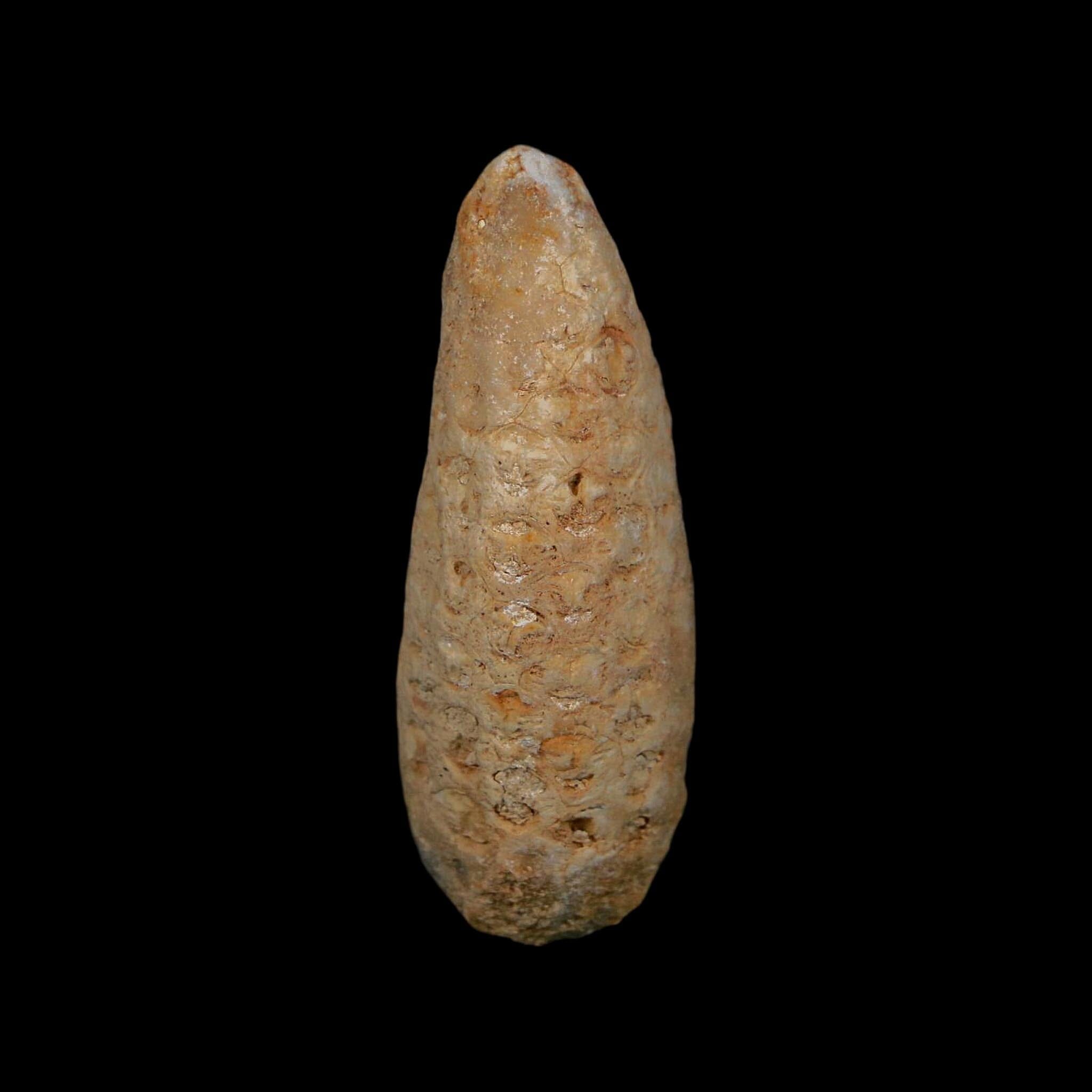 XL 2" Fossil Pine Cone Equicalastrobus Replaced By Agate Eocene Age Seeds Fruit - Fossil Age Minerals