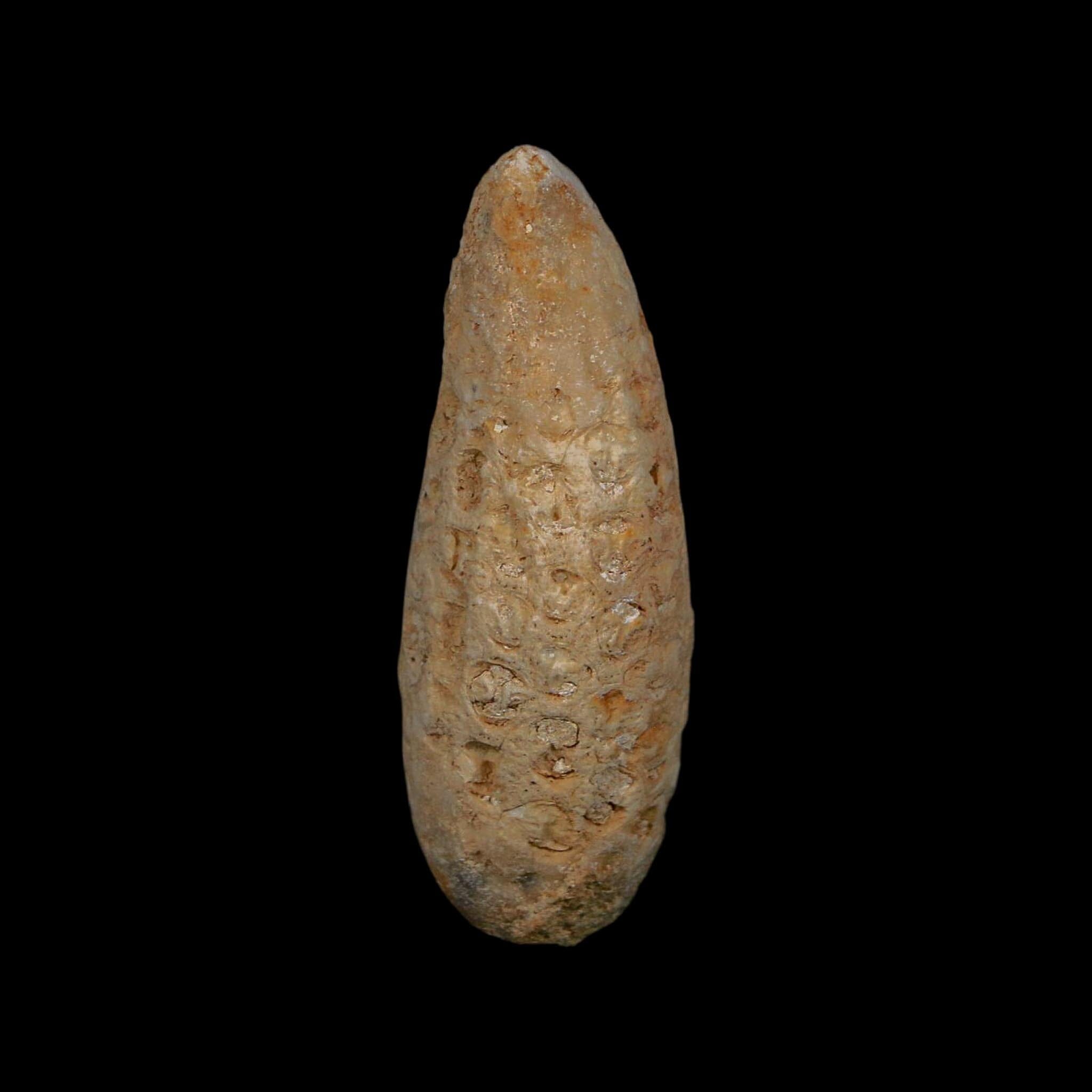 XL 2" Fossil Pine Cone Equicalastrobus Replaced By Agate Eocene Age Seeds Fruit - Fossil Age Minerals
