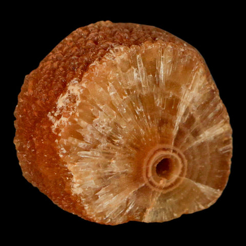 1.5" Natural Cut Rough Cave Honey Calcite Crystal Mineral Specimen Morocco - Fossil Age Minerals