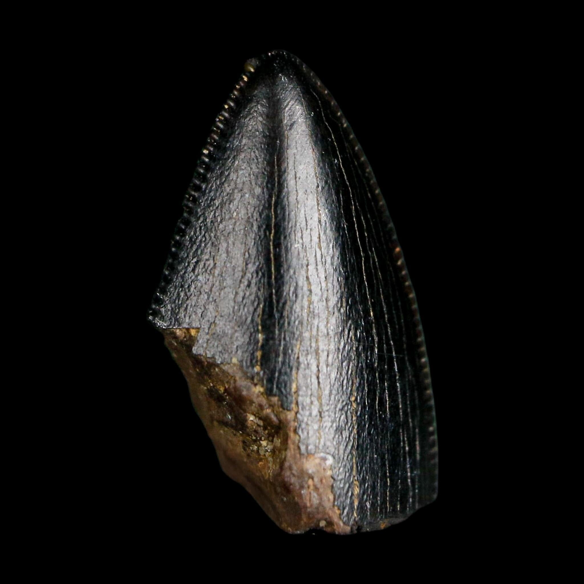 0.6" Tyrannosaurus Rex Fossil Tooth Tip Lance Creek Cretaceous Dinosaur WY COA