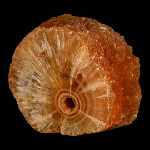 1.5" Natural Cut Rough Cave Honey Calcite Crystal Mineral Specimen Morocco - Fossil Age Minerals