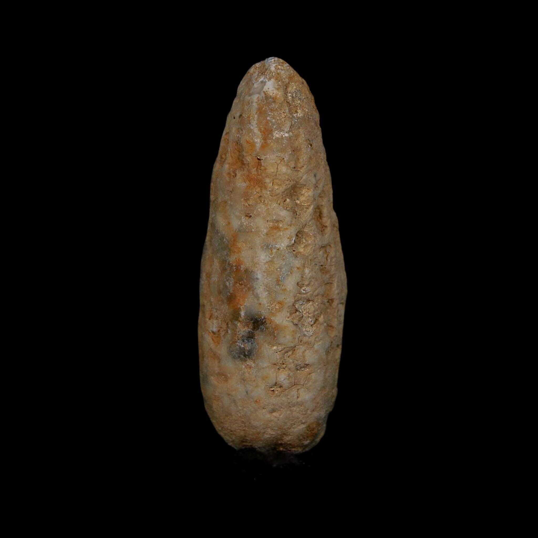XL 2" Fossil Pine Cone Equicalastrobus Replaced By Agate Eocene Age Seeds Fruit - Fossil Age Minerals