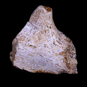 1.6" Corythosaurus Fossil Bone Judith River FM Cretaceous Dinosaur Montana COA