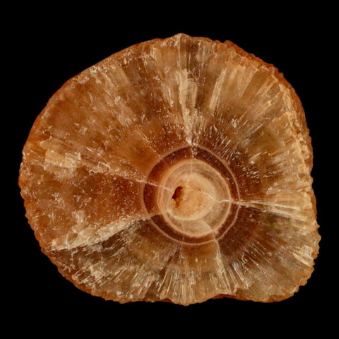 1.6" Natural Cut Rough Cave Honey Calcite Crystal Mineral Specimen Morocco - Fossil Age Minerals