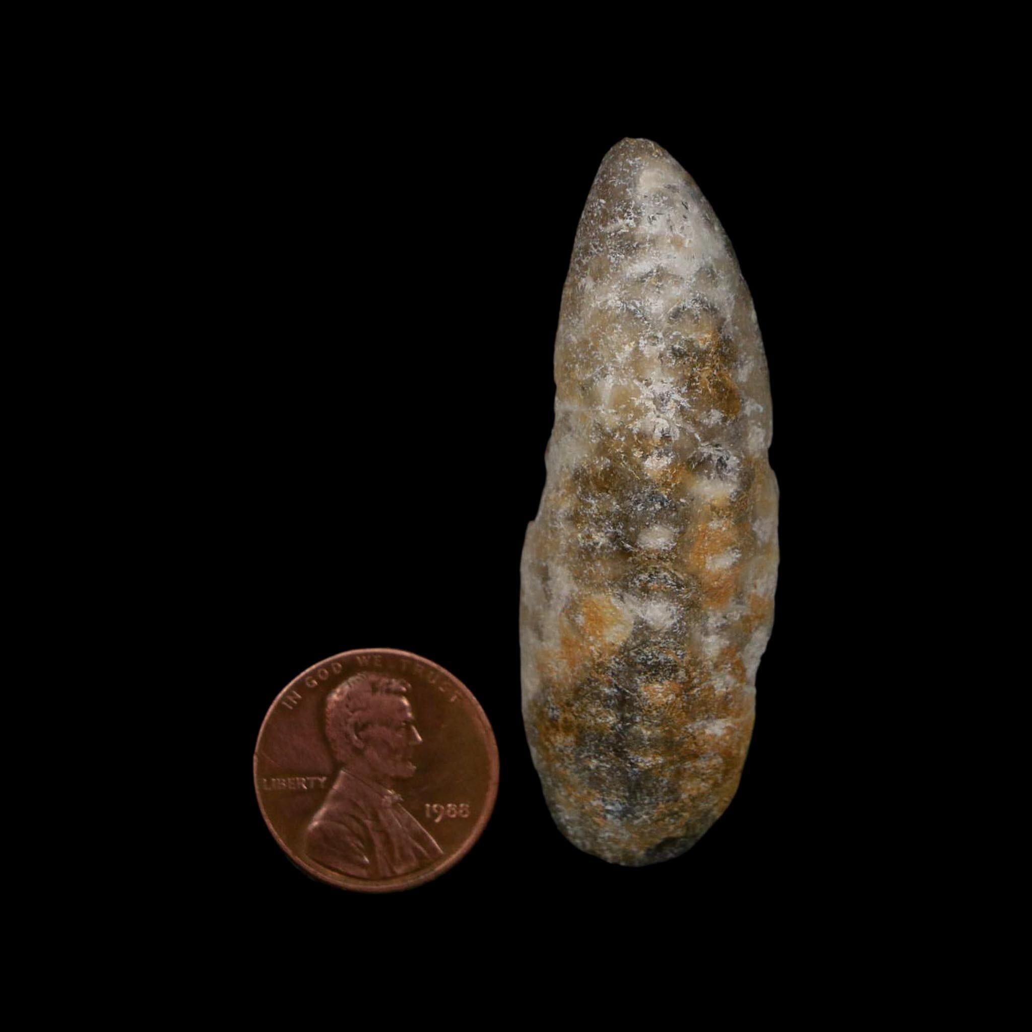 XL 2.3" Fossil Pine Cone Equicalastrobus Replaced By Agate Eocene Age Seeds Fruit - Fossil Age Minerals