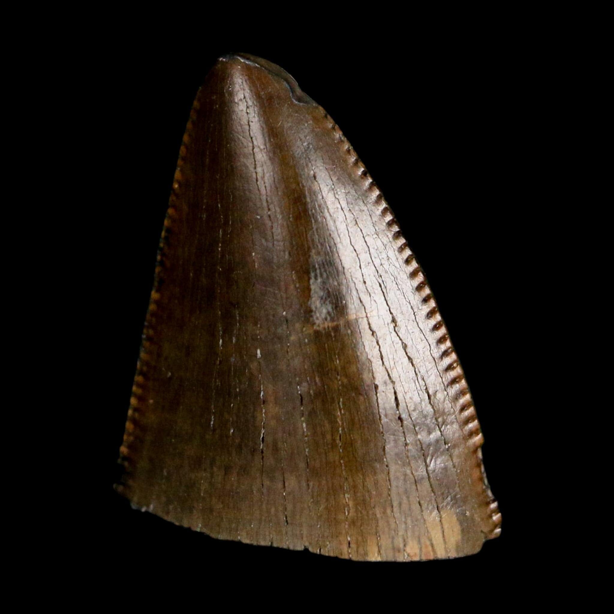 0.5" Tyrannosaurus Rex Fossil Tooth Tip Lance Creek Cretaceous Dinosaur WY COA