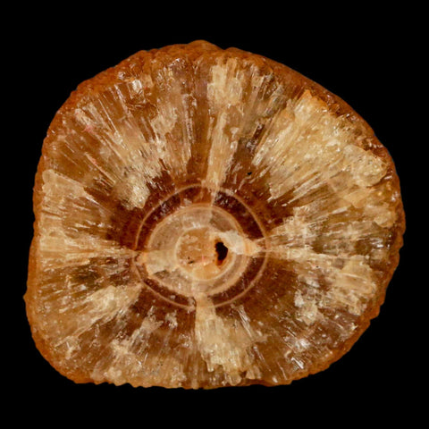 1.6" Natural Cut Rough Cave Honey Calcite Crystal Mineral Specimen Morocco - Fossil Age Minerals