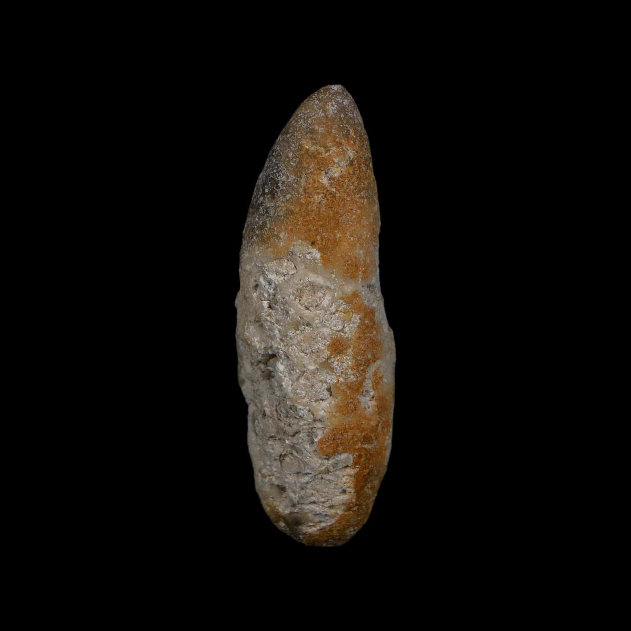 XL 2.3" Fossil Pine Cone Equicalastrobus Replaced By Agate Eocene Age Seeds Fruit - Fossil Age Minerals