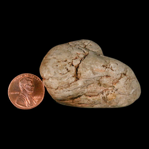 2.1" Sauropod Dinosaur Stomach Stone Gastrolith Rock Gizzard Stone COA - Fossil Age Minerals