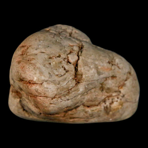 2.1" Sauropod Dinosaur Stomach Stone Gastrolith Rock Gizzard Stone COA - Fossil Age Minerals